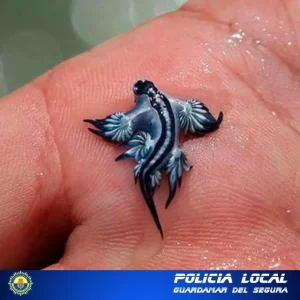 Mavi ejderhanın (Glaucus atlanticus)